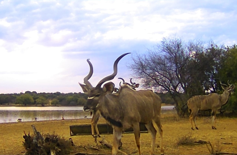 17 Bedroom Property for Sale in Koster North West